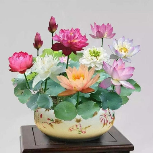 Sacred Lotus Bonsai Seeds, For growing in Pond or Water Bowl